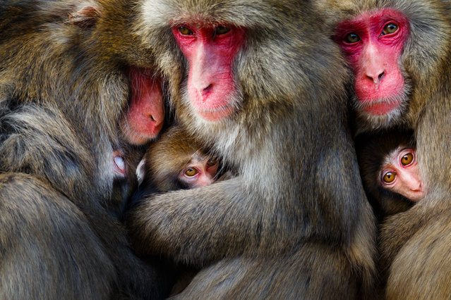 “Playgroup” – Japanese macaques on Awaji Island, Japan. The gold winner in the behaviour – mammals category. (Photo by Hidetoshi Ogata/World Nature Photography Awards 2022)