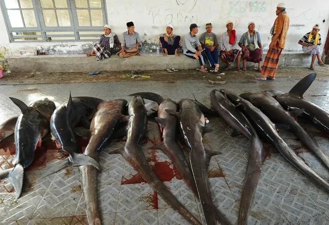 This picture taken on November 9, 2014 shows sharks for sale as vendors wait for customers at a traditional market in Tanjung Luar in Lombok, West Nusa Teggara. (Photo by Sonny Tumbelaka/AFP Photo)