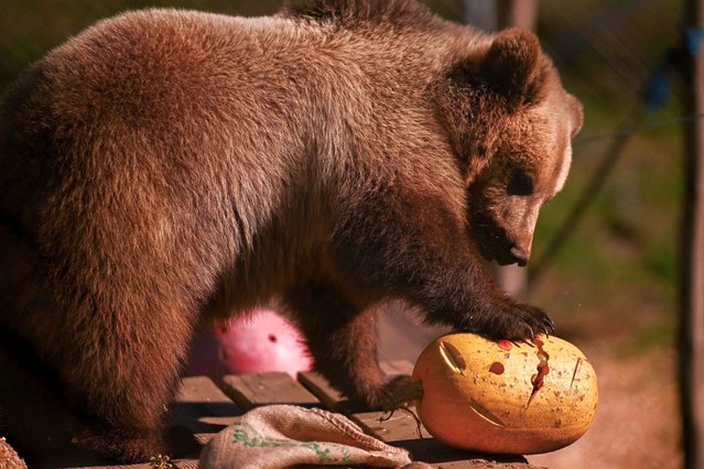 A brown bear enjoys a treat in its enclosure at the Bear Sanctuary near Pristina, Kosovo on October 24, 2025. (Photo by Armend Nimani/AFP Photo)
