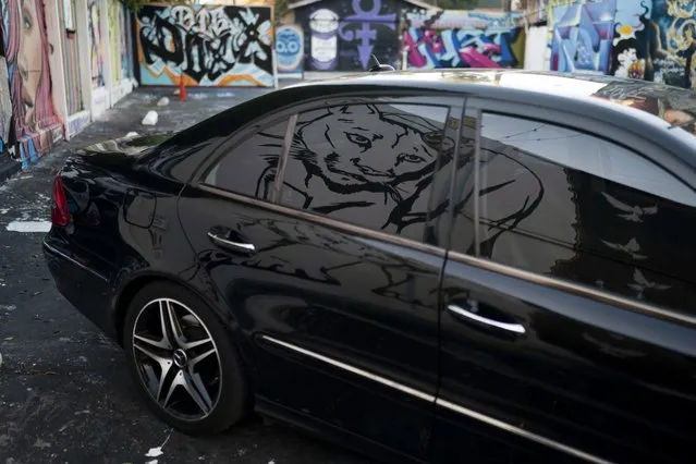 A mural depicting the famed mountain lion known as P-22 is reflected in a car window in Los Angeles, Friday, January 20, 2023. The popular puma gained fame as P-22 and shone a spotlight on the troubled population of California's endangered mountain lions and their decreasing genetic diversity. But it's the big cat's death – and whether to return his remains to ancestral tribal lands where he spent his life – that could posthumously give his story new life. (Photo by Jae C. Hong/AP Photo)