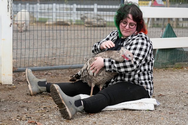Jordan Gullotta spends time with a turkey during a cuddle therapy session at The Gentle Barn, Tuesday, November 25, 2025, in Christiana, Tenn. (Photo by George Walker IV/AP Photo)