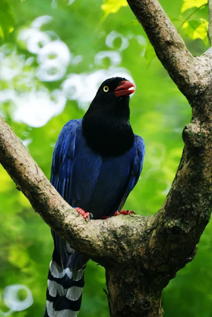 Taiwan Blue Magpie