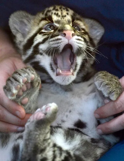 Sixteen-day-old, Tien, an endangered clouded leopard cub is held by staff biologist Kadie Burrone during his afternoon feeding time at the Point Defiance Zoo and Aquarium in Tacoma, Wash., on June 17, 2013. (Photo by Janet Jensen/The News Tribune via AP Photo)