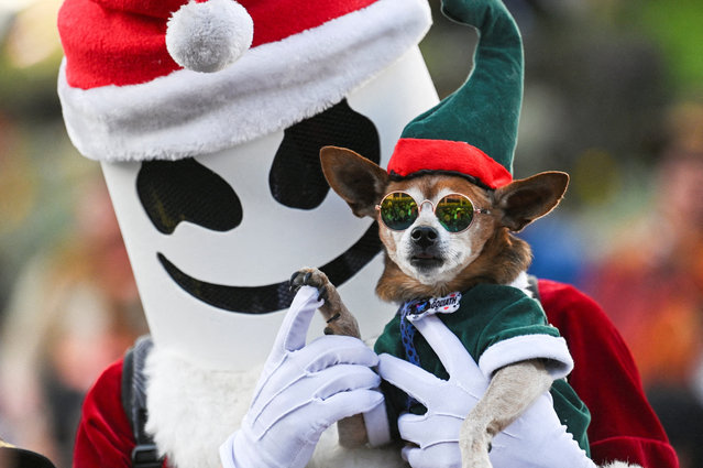 A dog dressed in a Christmas costume takes part in a parade as part of a festive tradition, in La Paz, Bolivia, on December 13, 2025. (Photo by Claudia Morales/Reuters)