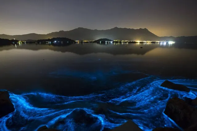 Glow-in-the-dark blue waves caused by the phenomenon known as harmful algal bloom or “red tide”, are seen at night near Sam Mun Tsai beach in Hong Kong January 22, 2015. Algal blooms occur when there is a sharp growth in algae population in a water system, and are considered harmful when resulting in negative impacts on other organisms. Picture taken using long exposure. (Photo by Tyrone Siu/Reuters)