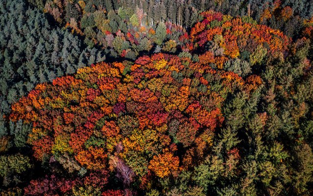 An aerial shot with a drone shows trees with autumnal leaves in a mixed forest near Brüsewitz, Germany on October 22, 2024. (Photo by Jens Büttner/ dpa via AP Photo)