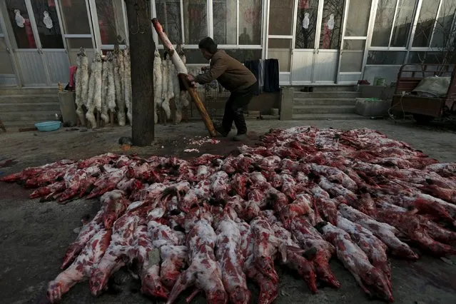 A worker peels the fur off a fox carcass in the small yard of a fox farm in Nanzhuang village, Shandong province, China, December 12, 2015. (Photo by William Hong/Reuters)