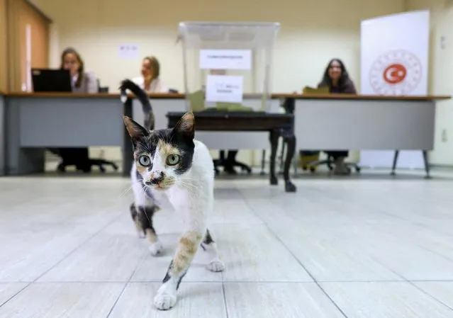 A stray cat walks in front of a ballot box at a polling station for Turkish citizens living abroad, as part of the second round of the Turkish presidential election, at the Turkish Embassy in Cairo, Egypt on May 22, 2023. (Photo by Amr Abdallah Dalsh/Reuters)