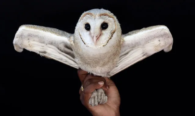 Indian pet rescuer displays a white owl rescued at Cubbon Park in Bangalore, India, 17 November 2016. The white owl was rescued from an eagle attack. (Photo by Jagadeesh N.V./EPA)