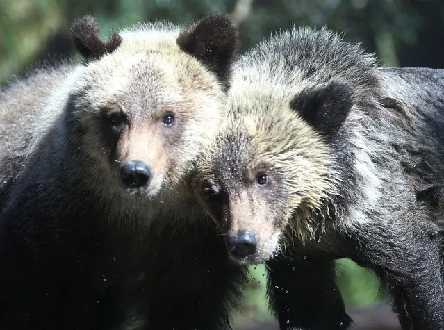 Grizzly bear cubs, Juneau & Sitka, stand during their first day out in the public at the Palm Beach Zoo on December 17, 2015 in West Palm Beach, Florida. The Zoo will host the two-orphaned female grizzly bear cubs until their new permanent home in a South Dakota zoo is completed. (Photo by Joe Raedle/Getty Images)