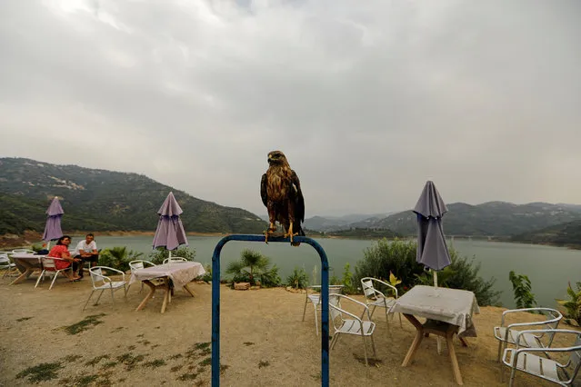 A falcon is pictured as tourists sit at the terrace of a restaurant at the top of the Taksabt water dam in Tizi Ouzou, Algeria July 20, 2018. Picture taken July 20, 2018. (Photo by Zohra Bensemra/Reuters)