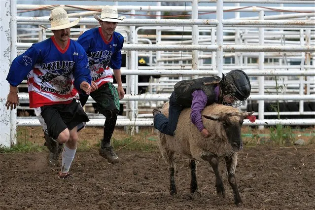 Bull fighters race after a young child as they hold on to a charging sheep during the mutton busting competition at the Deer Trail Rodeo in Deer Trail, Colorado, on July 8, 2023. Now in its 154th year, the Deer Trail Rodeo is recognized by the Guinness World Records, the Pro-Rodeo Hall of Fame, and the Colorado State Legislature as the home of the world's first rodeo, which took place on July 4, 1869. (Photo by Jason Connolly/AFP Photo)