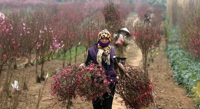 Farmers carry branches of peach blossom flowers for sale at a field in Hanoi February 6, 2015. (Photo by Reuters/Kham)