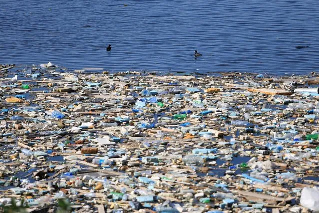 Ducks swim near trash along a closed-off shoreline in Sidon, southern Lebanon November 25, 2016. (Photo by Ali Hashisho/Reuters)