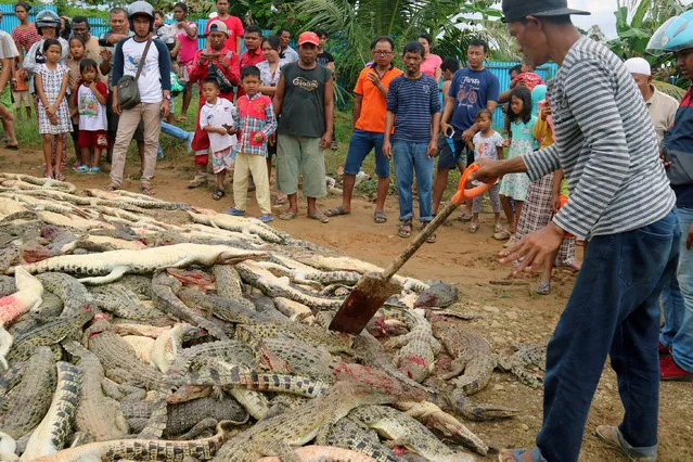 Local residents look at the carcasses of hundreds of crocodiles from a breeding farm after they were killed by angry locals following the death of a man who was killed in a crocodile attack in Sorong regency, West Papua, Indonesia July 14, 2018 in this photo taken by Antara Foto. (Photo by Olha Mulalinda/Reuters/Antara Foto)