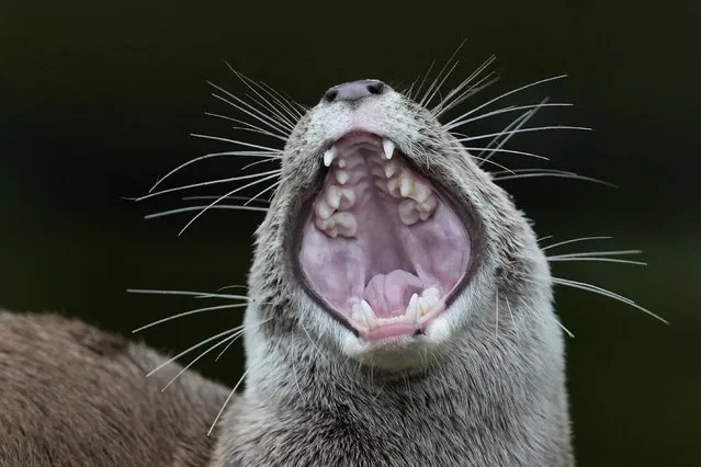 An Oriental Small Clawed Otter yawns during London Zoo's Annual Weigh In, in London, Thursday, August 24, 2023. The Annual Weigh In is a chance for keepers at the conservation zoo to make sure the information they've recorded is up-to-date and accurate, with each measurement then added to the Zoological Information Management System (ZIMS), a database shared with zoos all over the world that helps zookeepers to compare important information on thousands of threatened species. (Photo by Kirsty Wigglesworth/AP Photo)