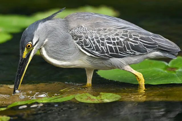 A striated heron feeds on a fish in a pond in Singapore on August 28, 2023. (Photo by Roslan Rahman/AFP Photo)