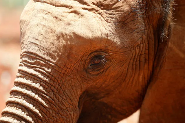 An orphaned baby elephant is seen after being bottle-fed, at the David Sheldrick Elephant Orphanage near Nairobi, Kenya October 2, 2018. (Photo by Baz Ratner/Reuters)