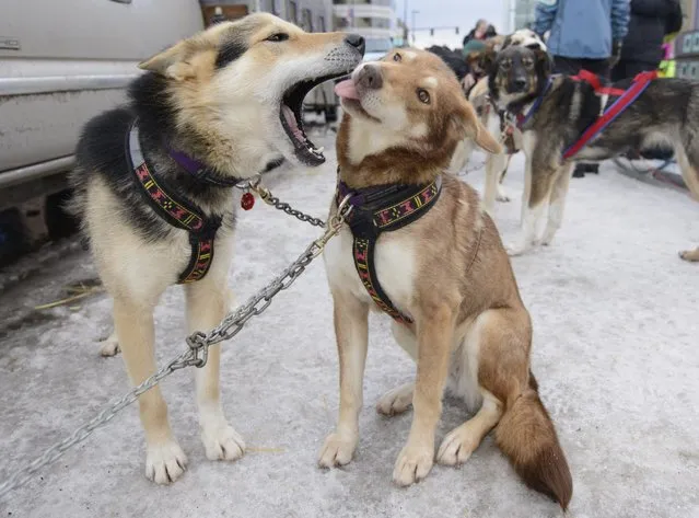 Dogs from Michelle Phillips's team play as they wait for the 2015 ceremonial start of the Iditarod Trail Sled Dog race in downtown Anchorage, Alaska March 7, 2015. The timed portion of the race, which typically lasts nine days or longer, begins on Monday in Fairbanks, about 300 miles (482 km) away. Traditionally held in Willow, the timed start was moved to Fairbanks this year to accommodate an alternate trail selected after race officials deemed sections of the traditional path unsafe.    REUTERS/Mark Meyer  (UNITED STATES - Tags: SPORT ANIMALS SOCIETY TPX IMAGES OF THE DAY)