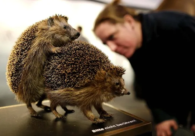 A visitor looks at stuffed copulating hedgehogs displayed at the exhibition “s*x and Evolution” at the Natural History Museum in Muenster, Germany, on Oktober 17, 2013. The exhibition, which features animals mating and examines how s*x in the plant and animal kingdoms plays the main role in evolution. (Photo by Ina Fassbender/Reuters)