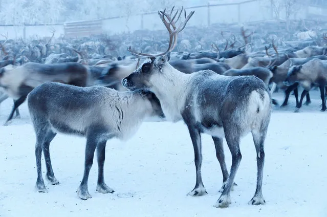 A herd of reindeers is seen inside an enclosure as herders select and sort them in the settlement of Krasnoye in Nenets Autonomous District, Russia, November 28, 2016. In Russia's remote Arctic regions reindeer herding has been a way of life for centuries. Each winter herders in Russia's sparsely populated Nenets Autonomous District corral their reindeers into open-air pens before selecting weak animals to be culled. The cull helps to preserve the region's fragile tundra by keeping herd sizes down, and local people sell reindeer meat, hide and antlers to make a living. Krasnoye is the only settlement in the Nenets region connected by road to the regional capital, Naryan-Mar, which is over 2,000 kilometres north of Moscow. Temperatures can sink below minus 40 degrees Celsius in winter. (Photo by Sergei Karpukhin/Reuters)