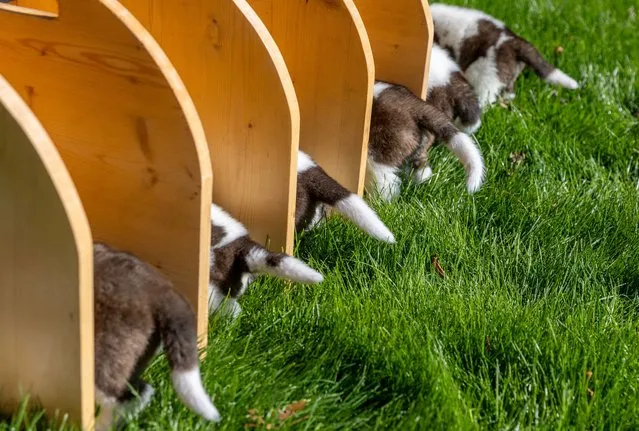 Six St. Bernard puppies of Roxy van de Burggravehoeve eat wet kibble for the first time at the nursery of the Barry foundation, following their birth on August 28 in Martigny, Switzerland on September 25, 2023. (Photo by Denis Balibouse/Reuters)