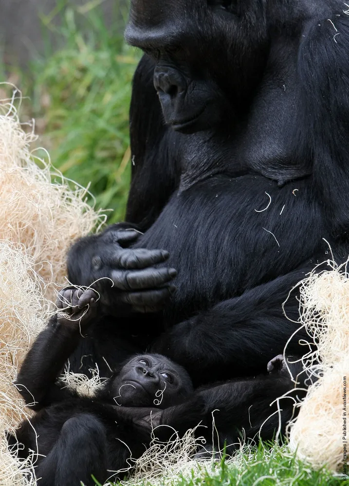 Gorilla Hasani In A Zoo Of San Francisco