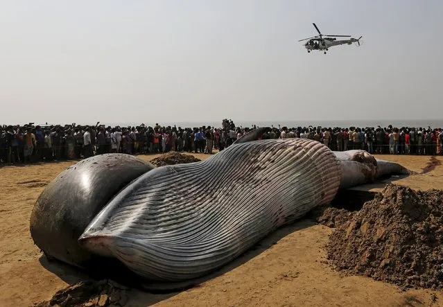 A coast guard helicopter flies over the carcass of a dead whale on a beach along the Arabian Sea in Mumbai, India, January 29, 2016. (Photo by Danish Siddiqui/Reuters)