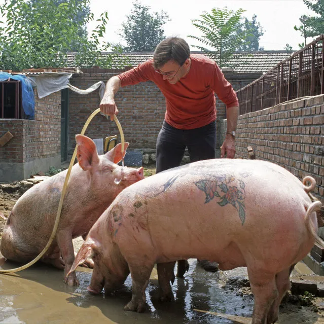 Tattooing Pigs By Wim Delvoye