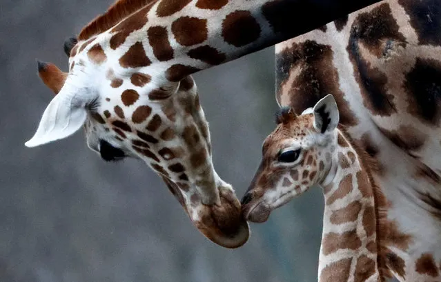 Newborn baby giraffe Ella is pictured with her mother in the Tierpark Zoo in Berlin, Germany, November 20, 2018. (Photo by Fabrizio Bensch/Reuters)
