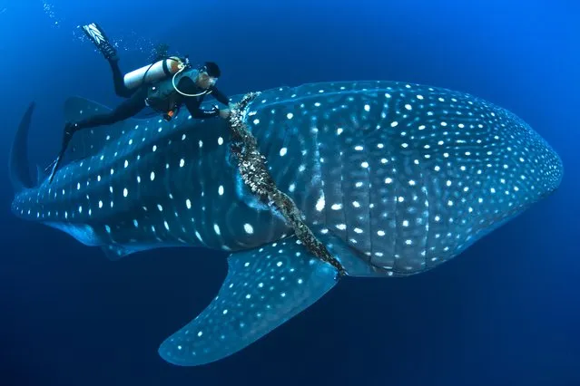 “Rescue”. A Whale Shark was found wrapped with a thick line around its midsection. A Divemaster struggles in strong current at more than 100ft. to free the 35 ft.shark from the line. Eventually he succeeded and the whale shark was freed. Photo location: Roca Partida, Mexico. (Photo and caption by David Valencia/National Geographic Photo Contest)