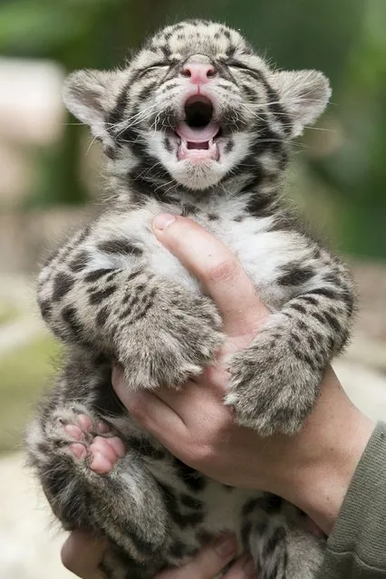 A baby clouded leopard, born early in March 2015, is presented by a zoo keeper at the Olmense Zoo in Olmen, Belgium, April 16, 2015. (Photo by Yves Herman/Reuters)