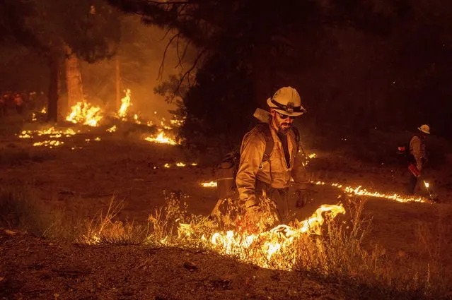 While battling the Caldor fire, firefighters burn vegetation to create a control line along Highway 50 in Eldorado National Forest, Calif., on Thursday, August 26, 2021. (Photo by Noah Berger/AP Photo)