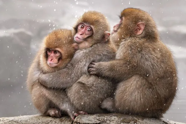 Macaques huddle together for warmth at a hot spring in Nagano, Japan in the last decade of December 2023. Known as snow monkeys, the animals soak in the 40°C water every day during cold weather, spending their bathtime grooming, snoozing and playing on visitors’ camera tripods. (Photo by David Lazar/Animal News Agency)