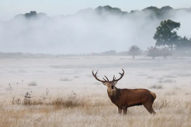 A deer stag barks as the annual rutting season continues, in Richmond Park, London, Britain on October 16, 2023. (Photo by Toby Melville/Reuters)
