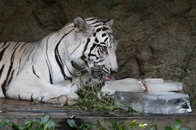 A white Bengal tiger licks a block of ice during a hot day at Dusit zoo in Bangkok April 22, 2015. (Photo by Chaiwat Subprasom/Reuters)