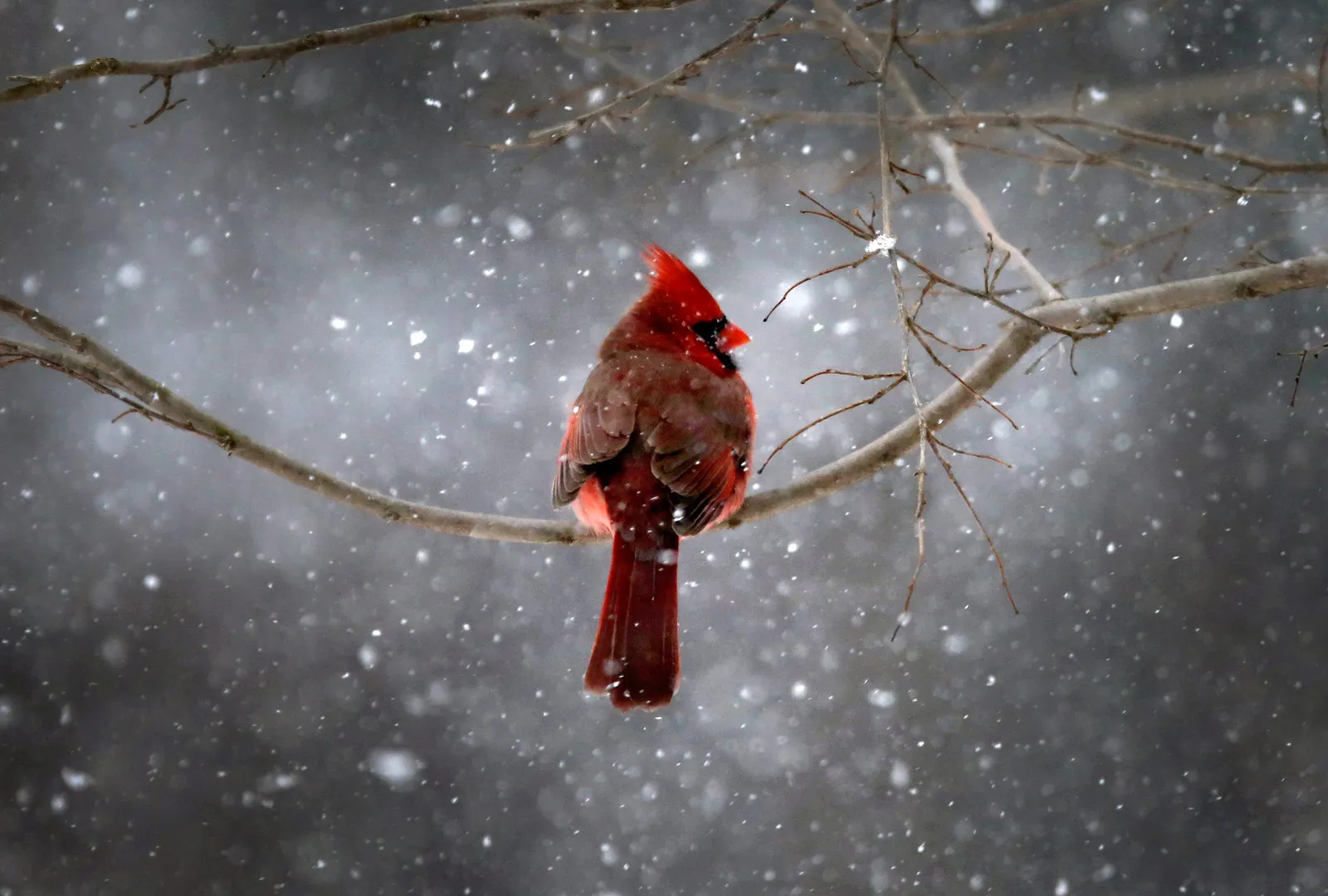 The Week in Pictures: Animals, January 18 – January 25, 2014