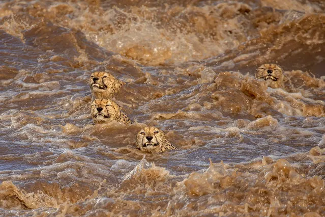 Wildlife first place: Buddhilini de Soyza, Australia. Incessant rains in the Masai Mara national reserve in Kenya have caused the the Talek river to flood. This group of five male cheetahs, who received the nickname “Tano Bora” ( the fast five), were looking to cross this river in terrifyingly powerful currents. “It seemed a task doomed to failure and we were delighted when they made it to the other side”, De Soyza said. “This was a timely reminder of the damage wreaked by human induced climate change”. (Photo by Buddhilini de Soyza/TNC Photo Contest 2021)