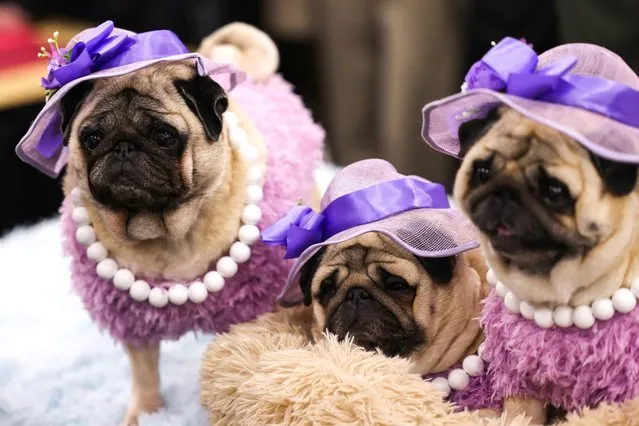 Pugs take part in the American Kennel Club's annual Meet the Breeds event at the Jacob K. Javits Convention Center in New York on January 28, 2024. (Photo by Charly Triballeau/AFP Photo)