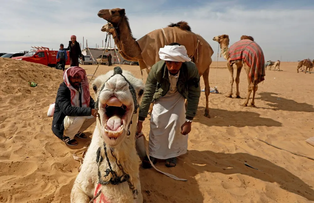 Child Jockeys Race Camels in Egypt
