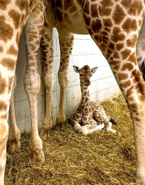 Undated handout photo issued by Paignton Zoo of a newborn giraffe which was born at the zoo on Saturday 25th January. The Rothschild's female calf was born on Saturday afternoon but already stands at six feet tall. Mother Sangha gave birth to the calf, which has not yet been named, at Paignton Zoo in Devon. (Photo by Paignton Zoo/PA Wire)