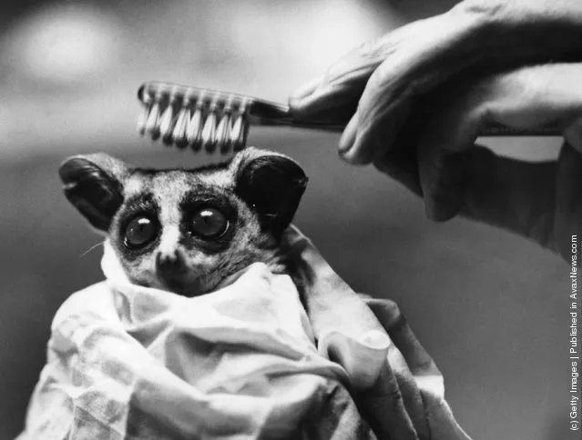 South African Bush-Baby looks terrified as his keeper combs him with a toothbrush, 1938