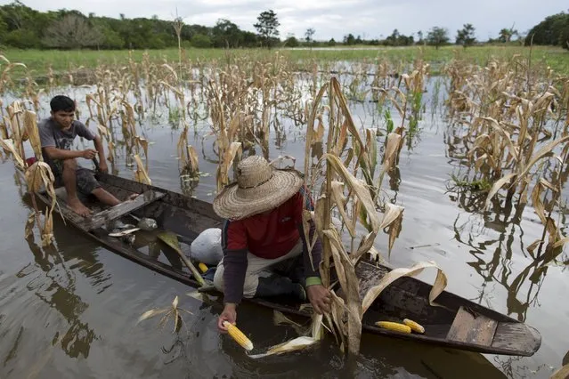 Brazilian farmer Jander Santos de Souza (R) checks his corn plantation which is inundated with floodwaters from the Solimoes River, in the rural municipality of Manacapuru, Amazonas state May 5, 2015. (Photo by Bruno Kelly/Reuters)