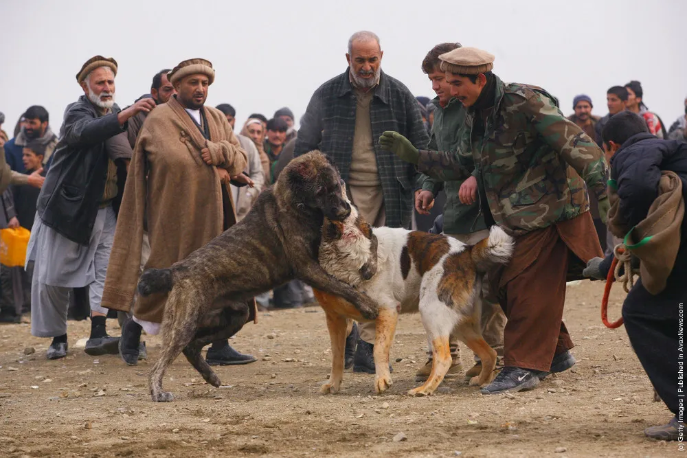 Afghan Dog Fighting