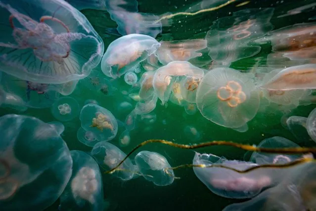 This picture taken on September 11, 2023 shows Moon Jellyfish (with rings) and Sting Jellyfish (yellow-orange inside) among a smack of a several thousand swimming off Seglvik, in northern Norway. (Photo by Olivier Morin/AFP Photo)
