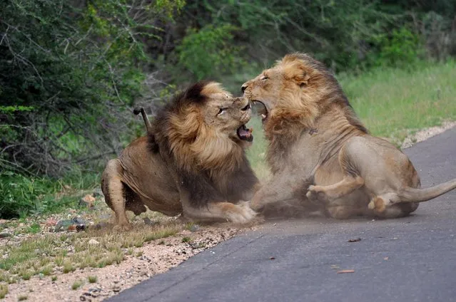 Male lions fight at the Kruger National Park on January 31, 2017 in South Africa. Photographer Justin Thorne manages to capture the dramatic images of this “once in a lifetime sighting”. (Photo by Justin Thorne/Greatstock/Barcroft Images)