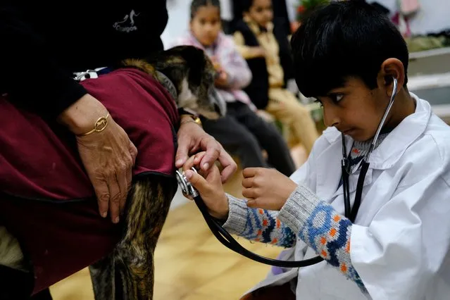 Saud Khalil Zafar Malik, 7, of the Joan Maragall school, acts as a veterinarian as he listens to the heart of a Greyhound during a visit to SOS Galgos (Greyhounds) shelter, which conducts workshops based on empathy and compassion for students on the outskirts of Barcelona, Spain, on February 26, 2024. (Photo by Nacho Doce/Reuters)