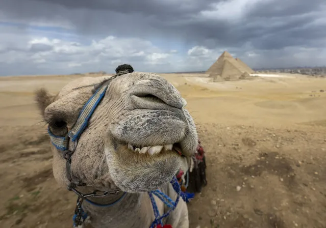 A camel is seen in front of the pyramids, which is one of the seven wonders of the world that was visited by 14.9 million tourists last year in Giza, Egypt on February 21, 2024. The pyramids were named after the tombs of fathers, sons and grandsons, including the largest pyramid Cheops (King Khufu), the middle pyramid Khafre (King Khafre) and the small pyramid Menkaure (King Menkaure). (Photo by Utku Ucrak/Anadolu via Getty Images)