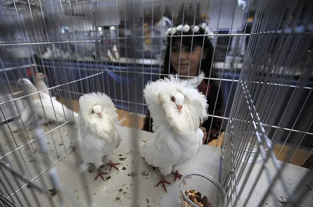 Eight-year-old Basma looks at pigeons sitting in their cages during a pigeons exhibitition in Gaza City, Gaza Strip, 07 April 2016. (Photo by Mohammed Saber/EPA)