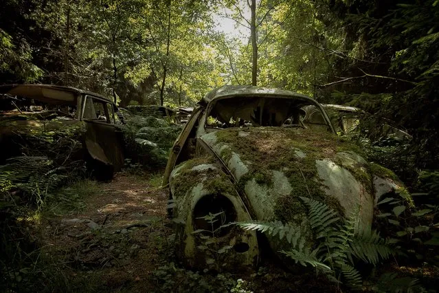 Dearly departed… numerous cars sit on the forest floor and have been overtaken by plants and moss. (Photo by Robert Kahl/Mediadrumworld)